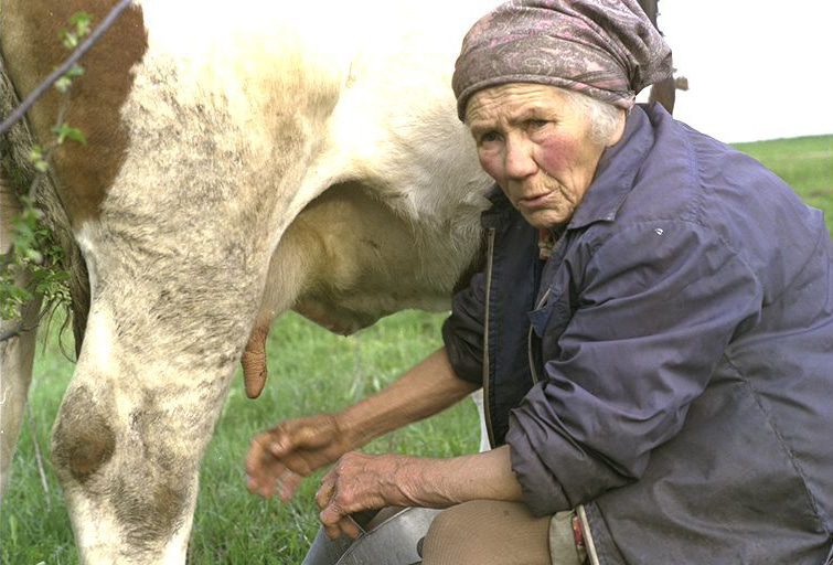 Lena Grigoleit beim Melken ihrer Kuh Rose