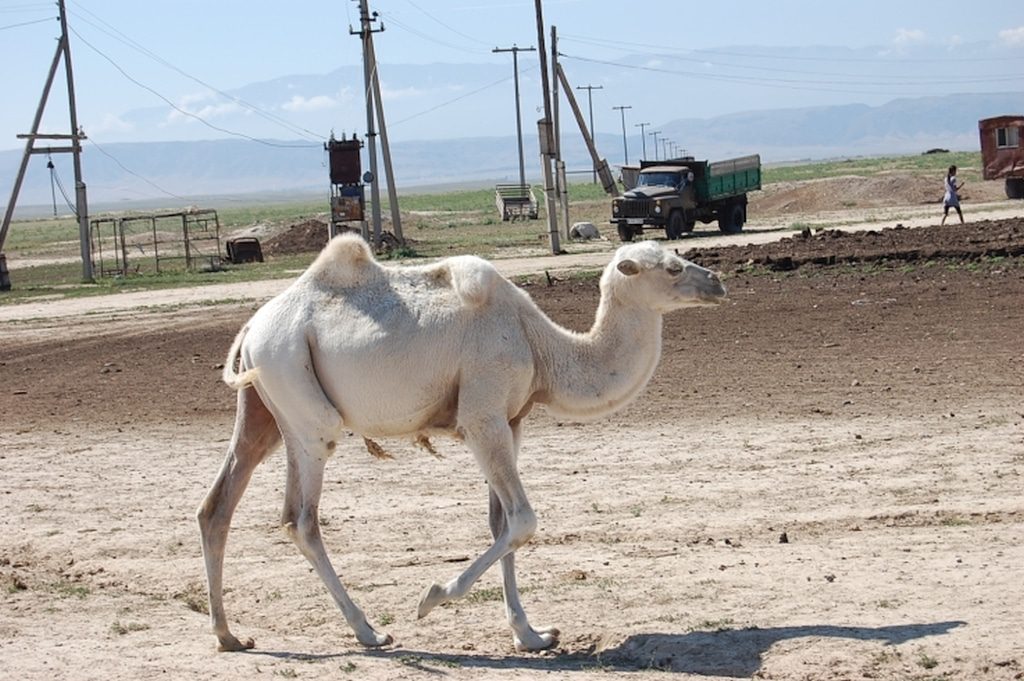 weisses Kamel in kasachischer Steppe bei Dshambul